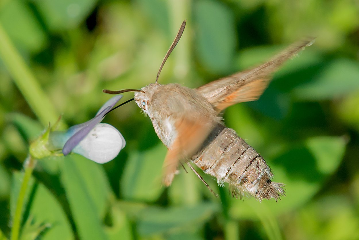 Бражник Колибри в Крыму