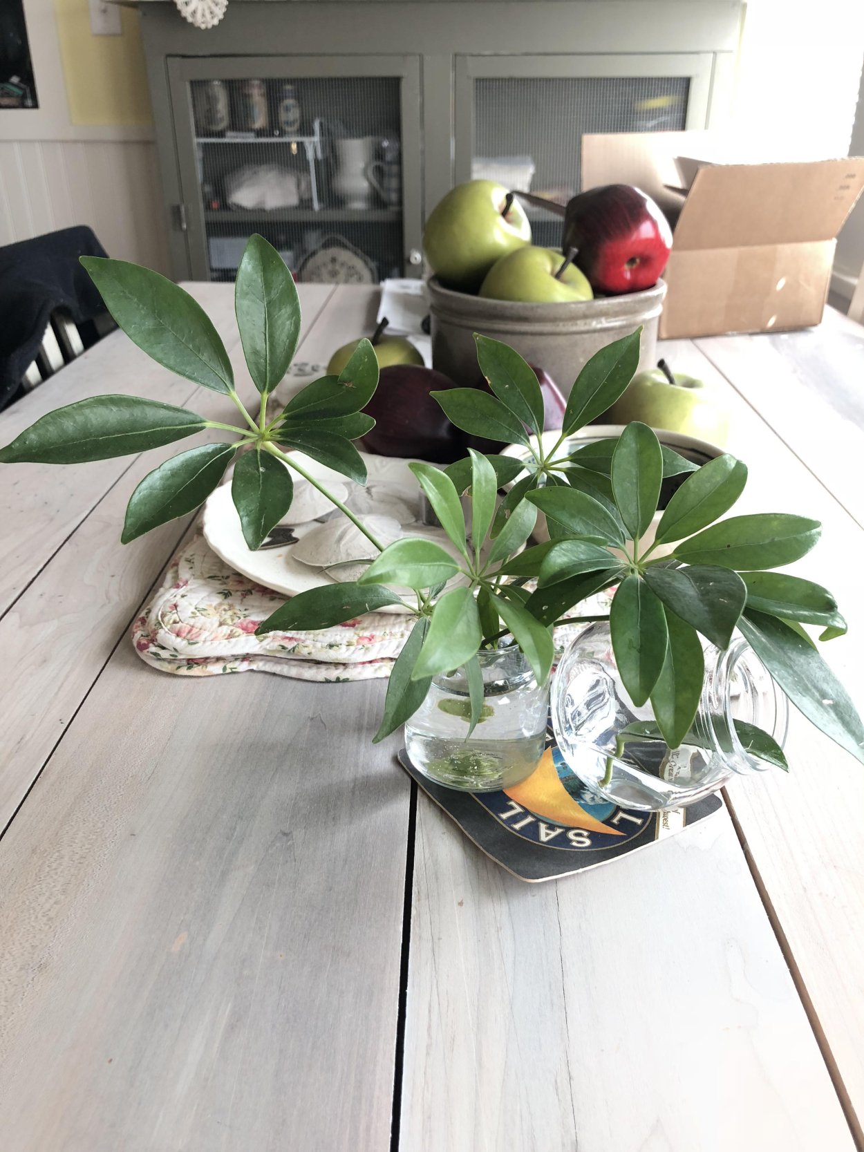 Шеффлера в лечузе