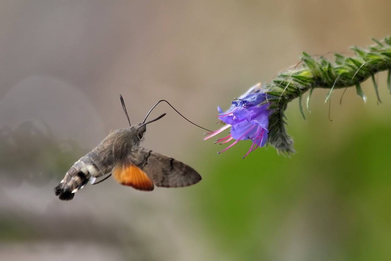 Бабочка Бражник Колибри