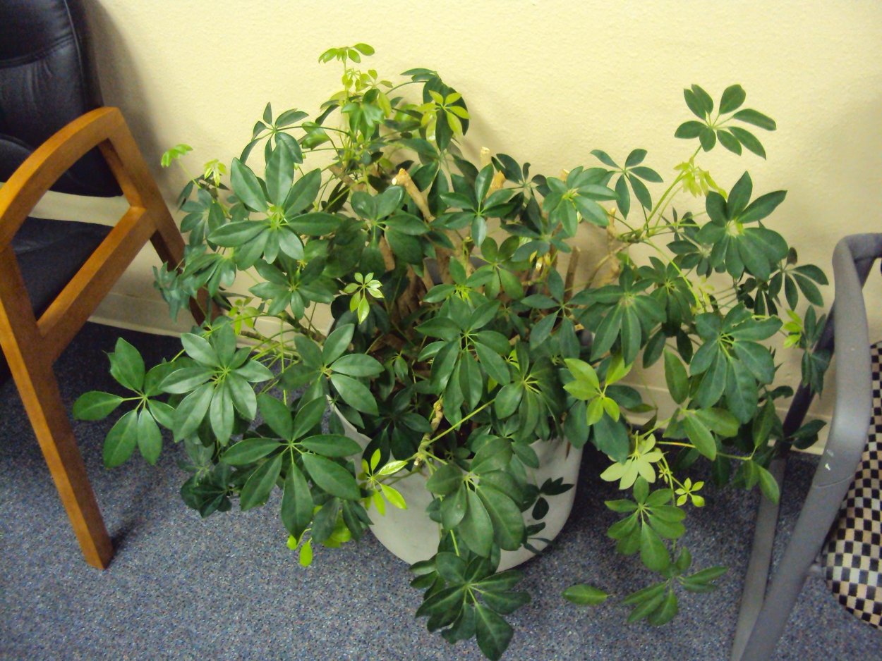 Шеффлера Арборикола Нора