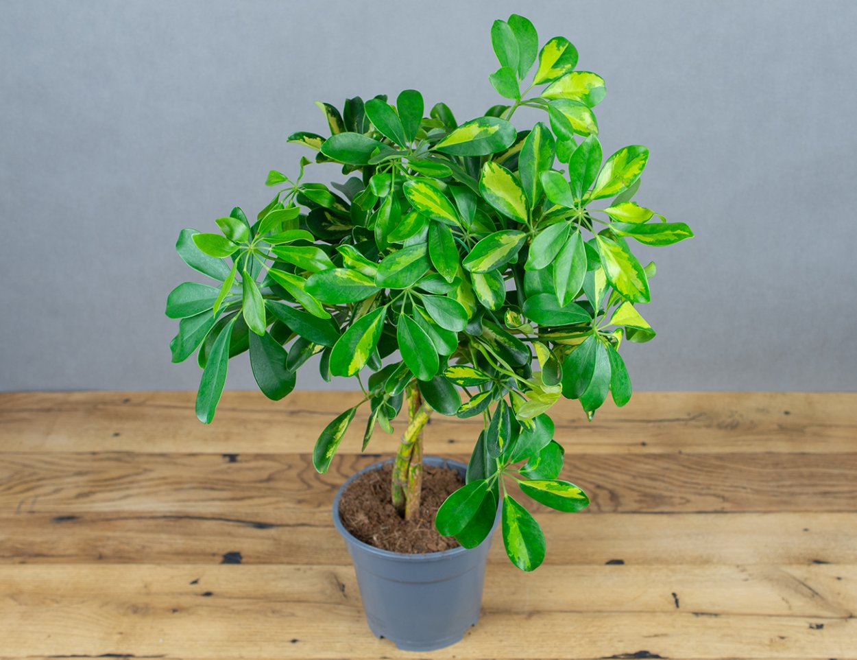 Шефлера Бианки цветок