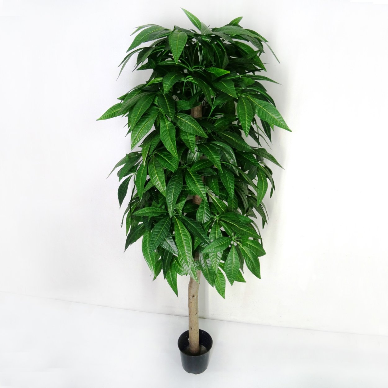 Шеффлера леди 140 см. 2/2