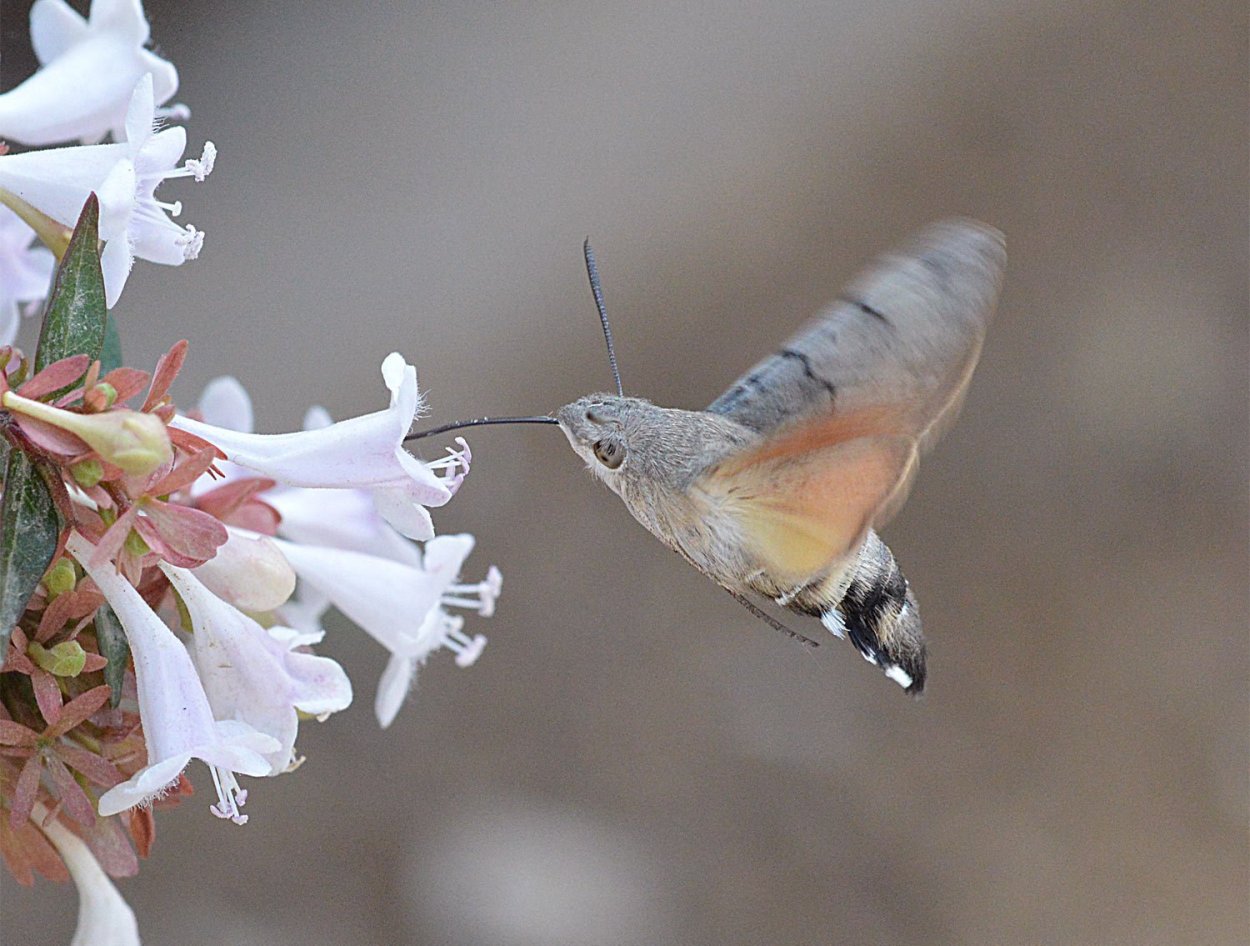 Бражник летающий мотылек