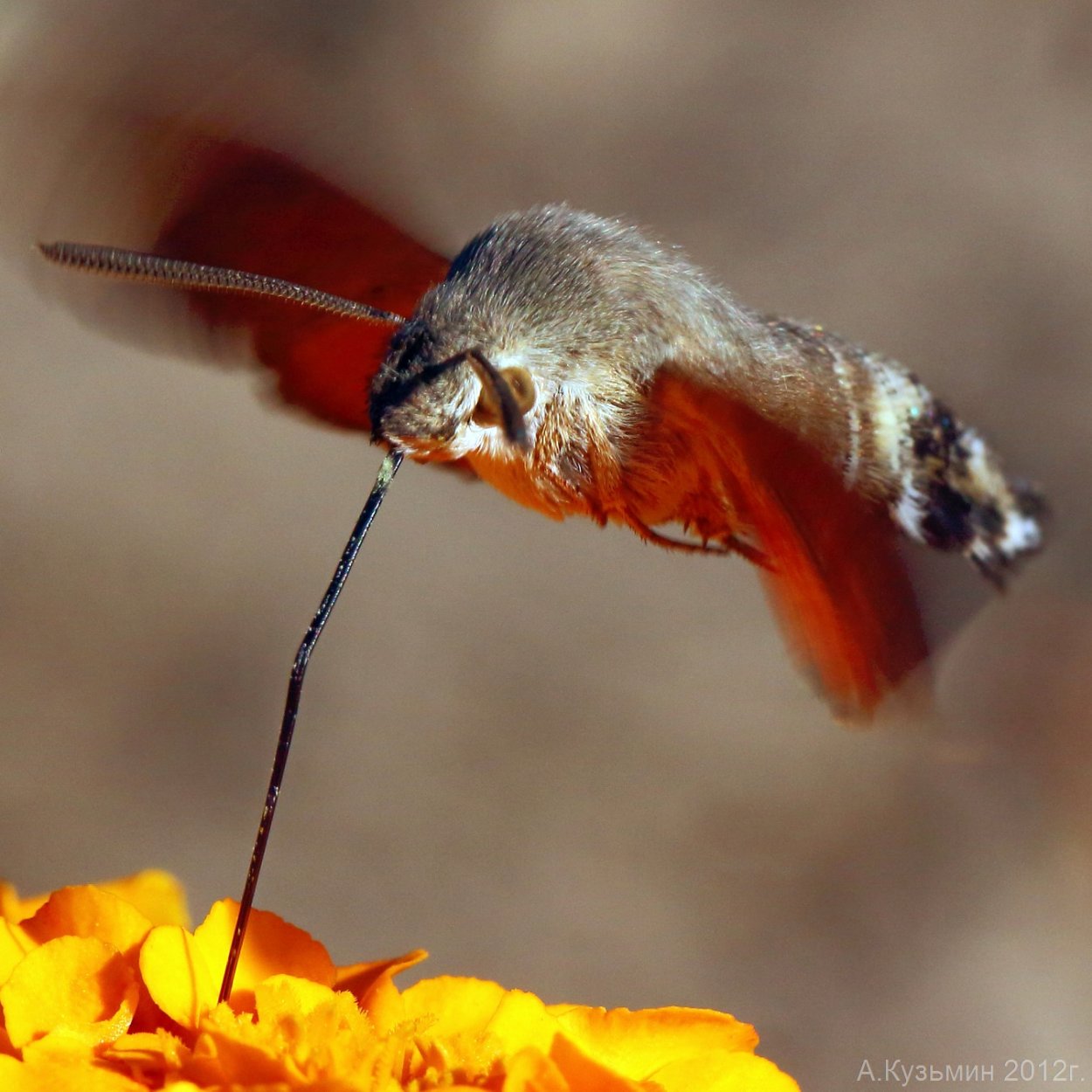 Бабочка Бражник языкан