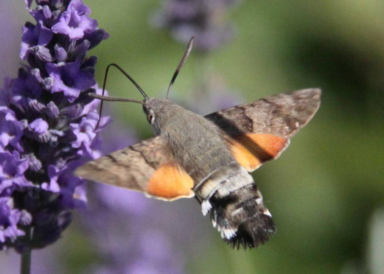 Бабочка Бражник-хоботник