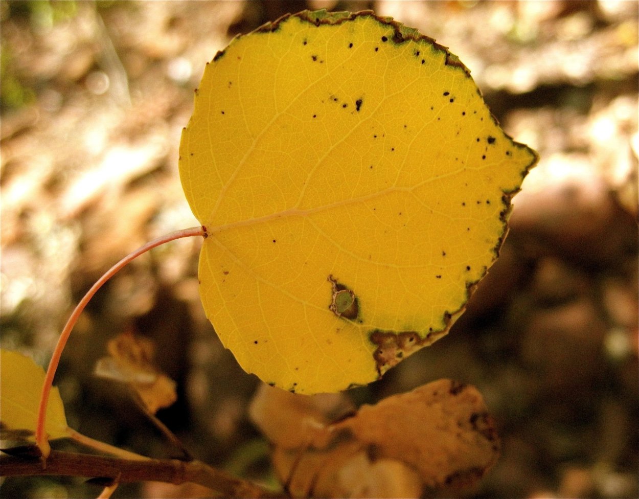 Листок осины