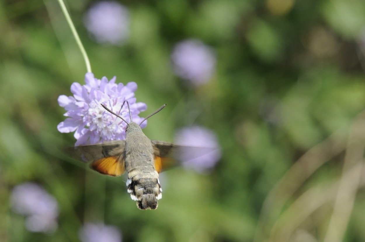 Бабочка языкан обыкновенный