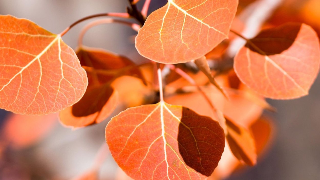 Ветка осины осенью