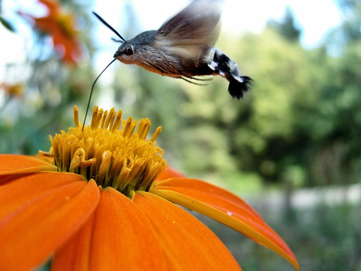 Бабочка Бражник языкан