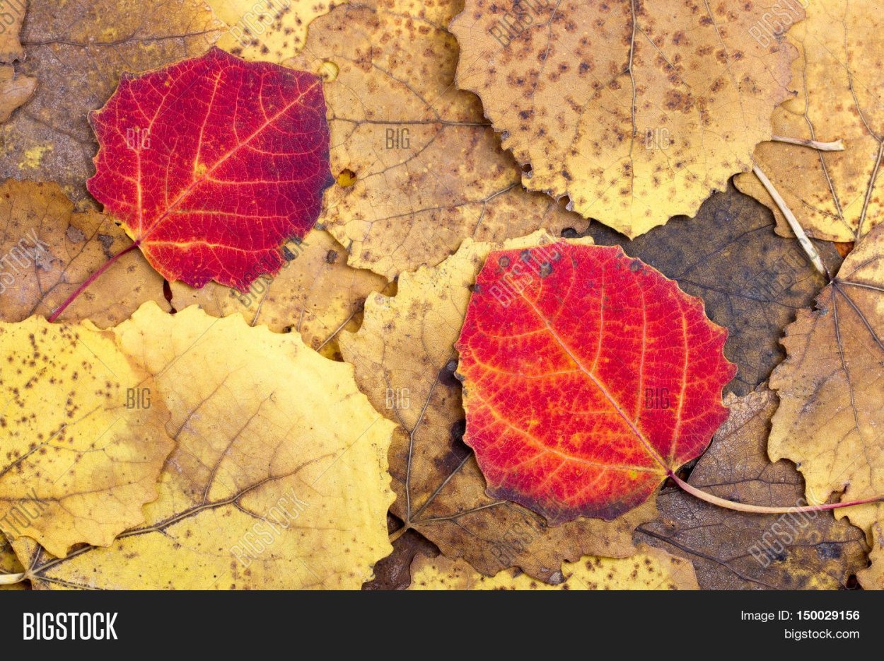 Опавшие осиновые листья