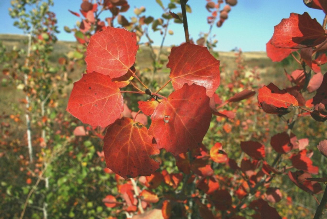 Цвет листьев осины осенью