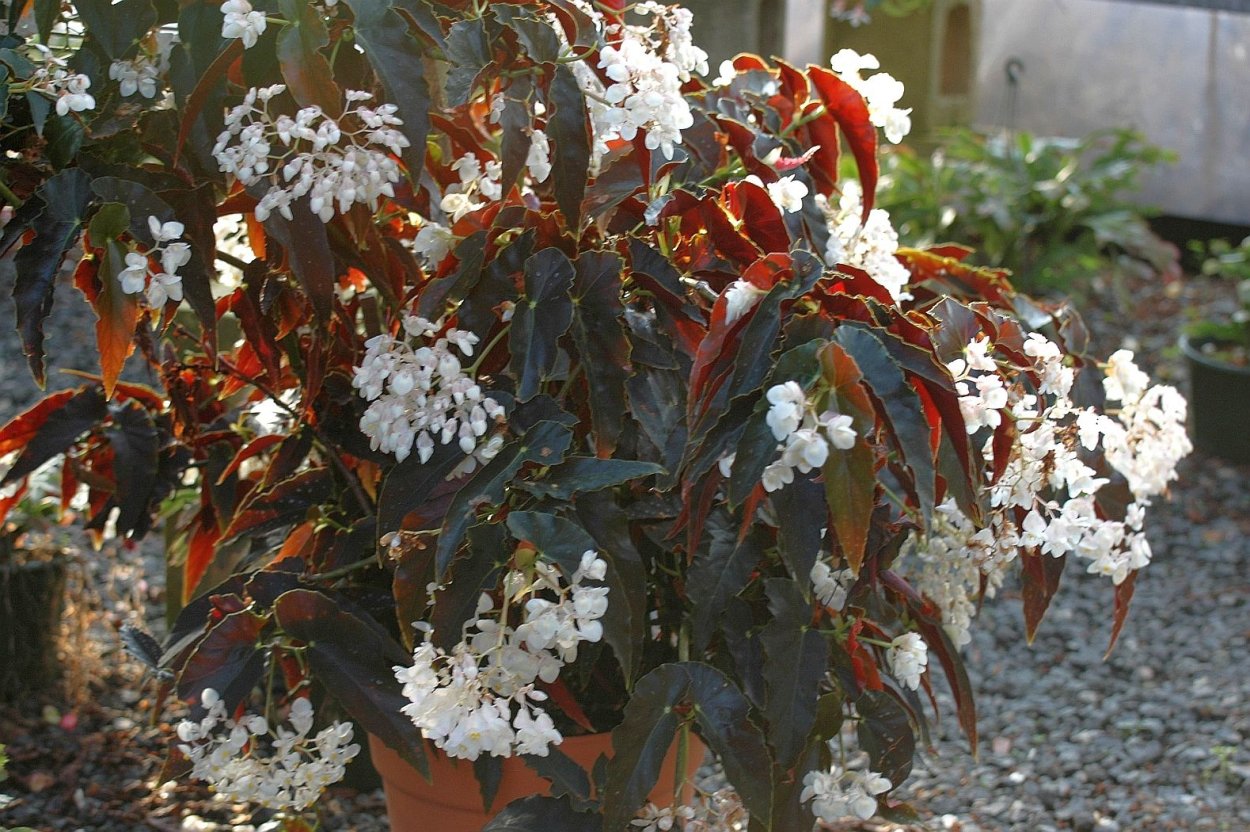 Бегония Concord