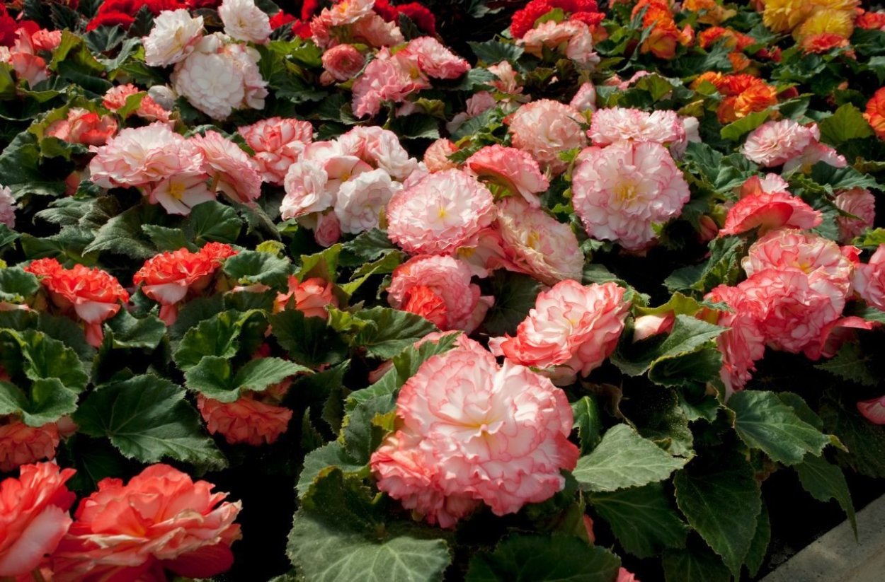 Паспорт комнатных растений в детском саду бегония