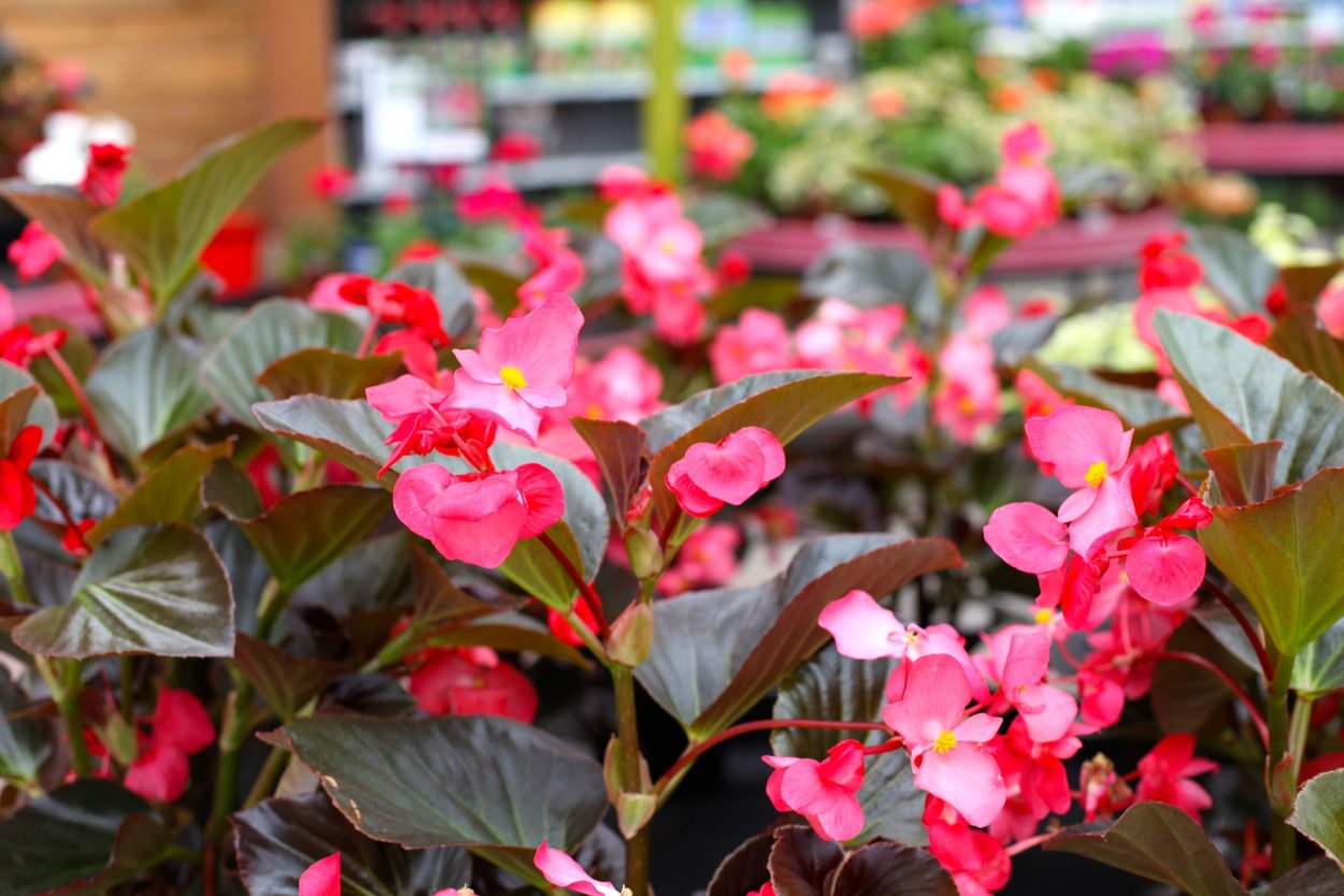 Бегония Doublet Rose