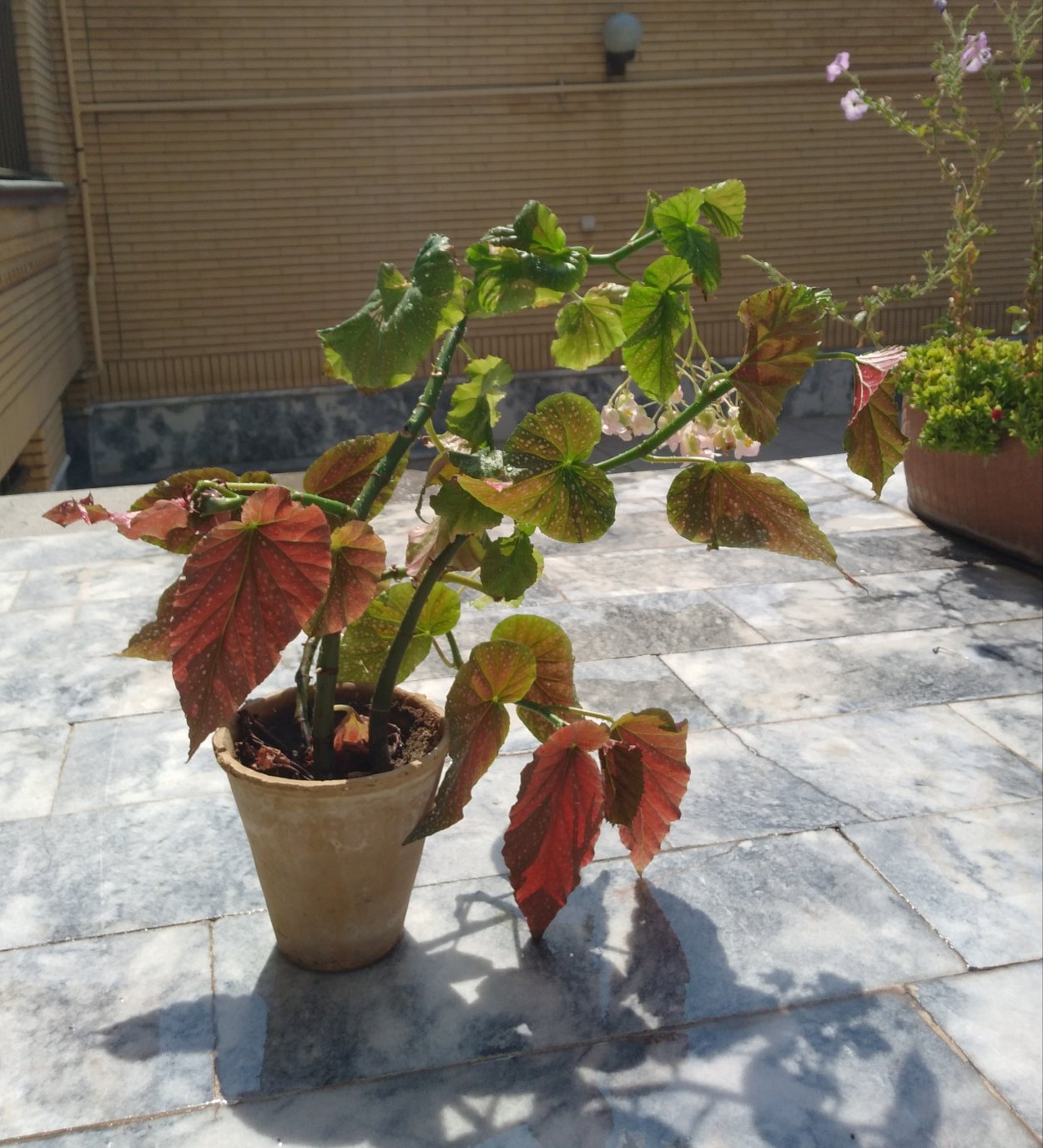 Бегония Cracklin Rosie