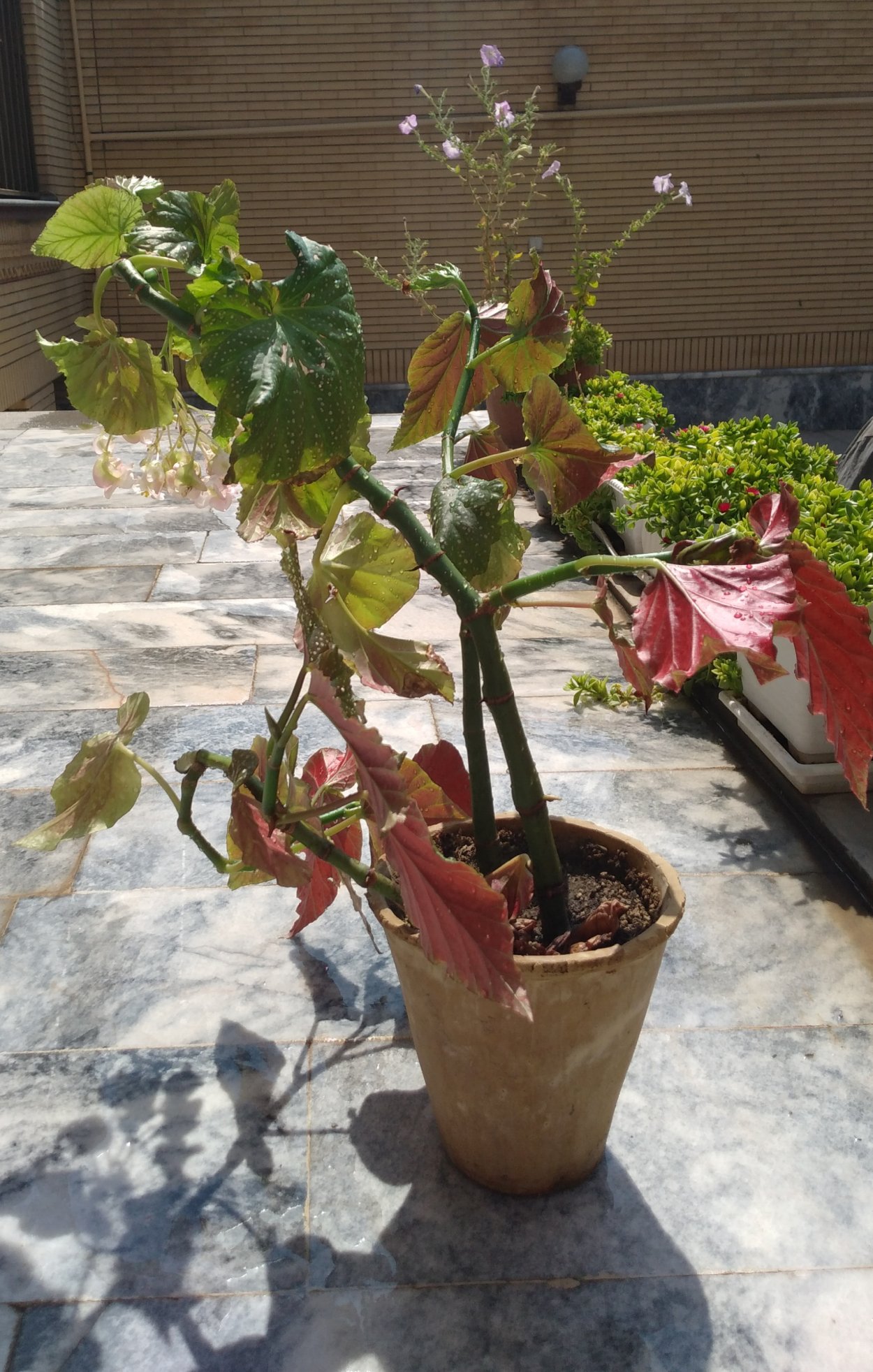 Бегония Cracklin Rosie