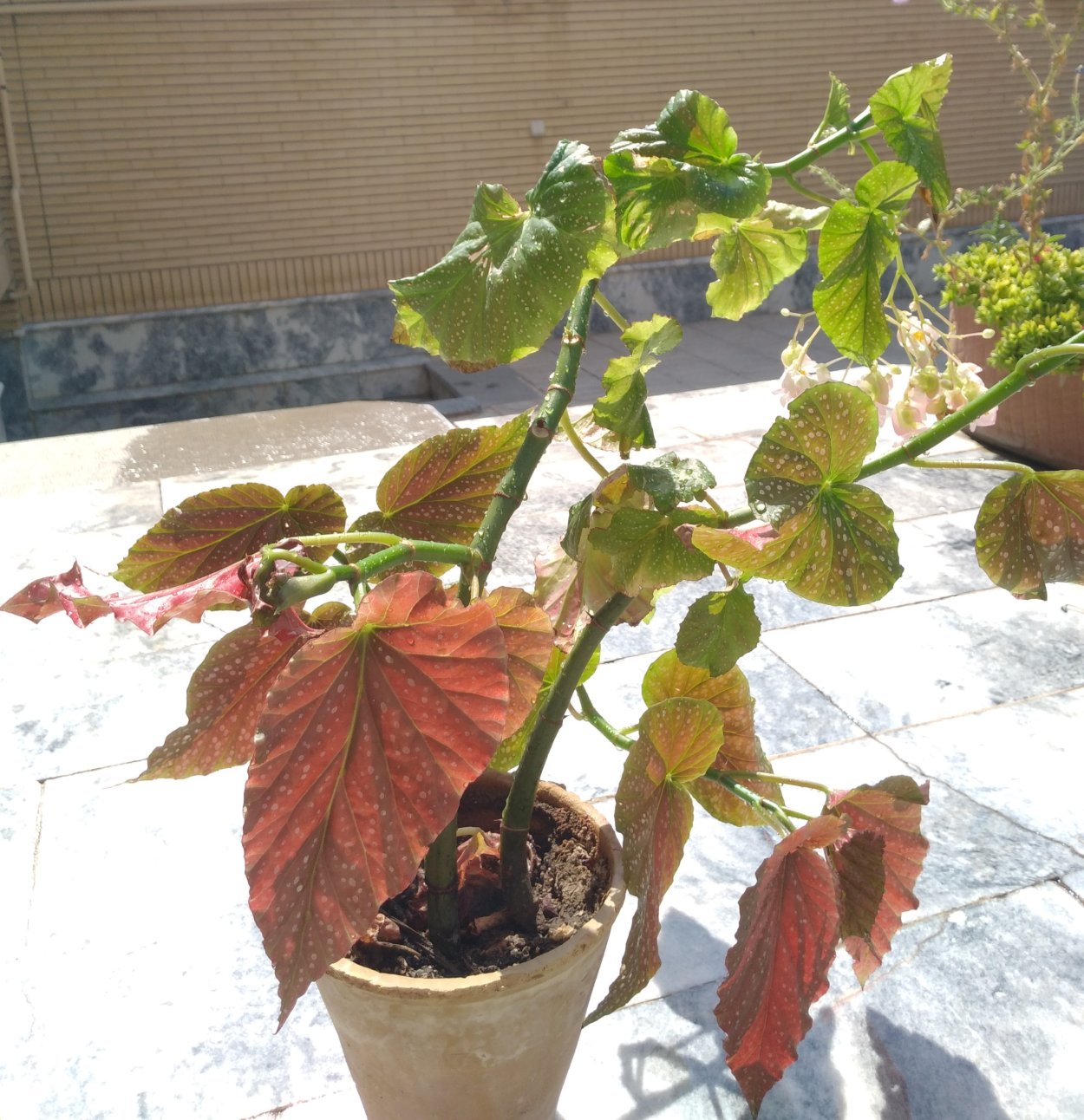 Бегония Cracklin Rosie