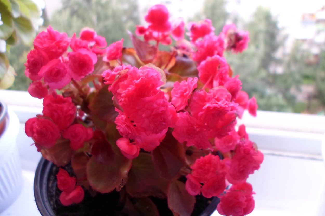 Бегония клубневая Фортуна Роуз