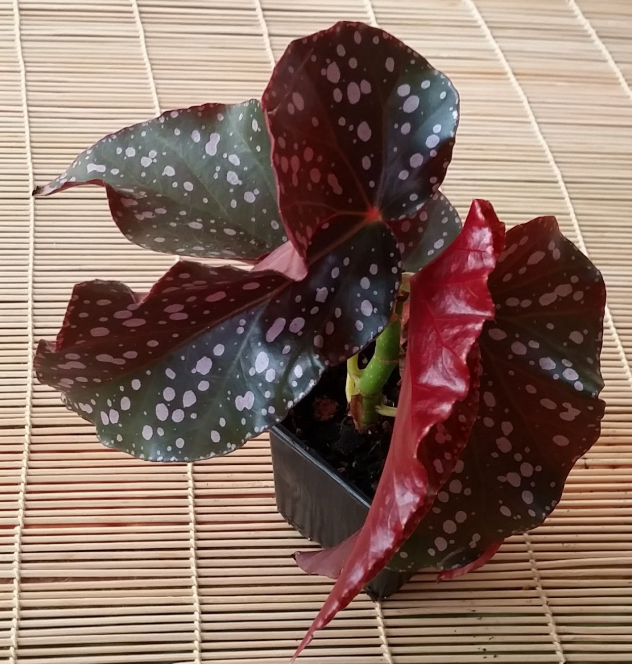 Бегония Cracklin Rosie