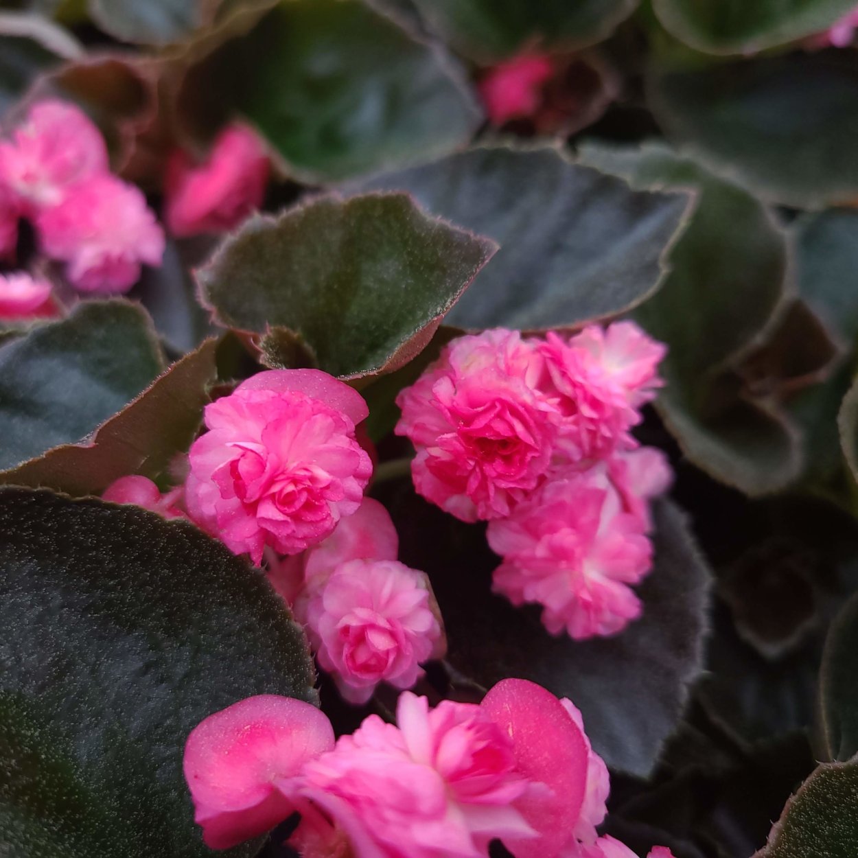 DS-Чалыкушу бегония