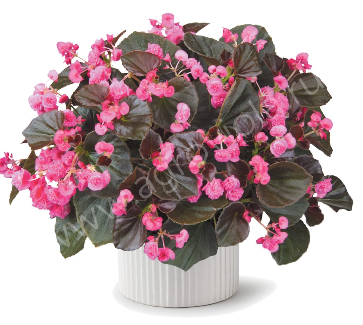 Бегония ампельная беллекония