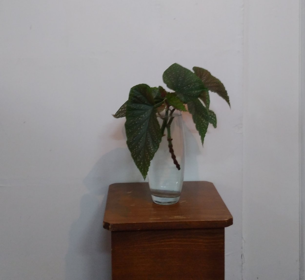 Бегония Ginny