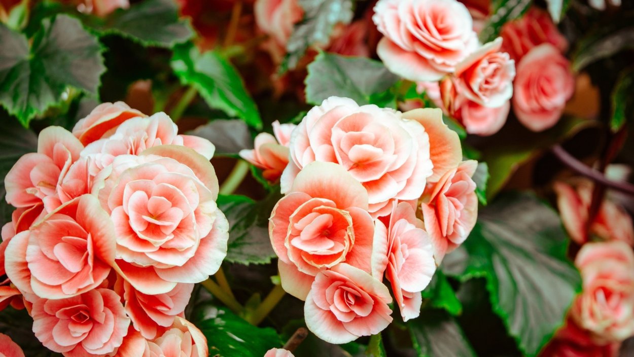 Бегония вечноцветущая махровая