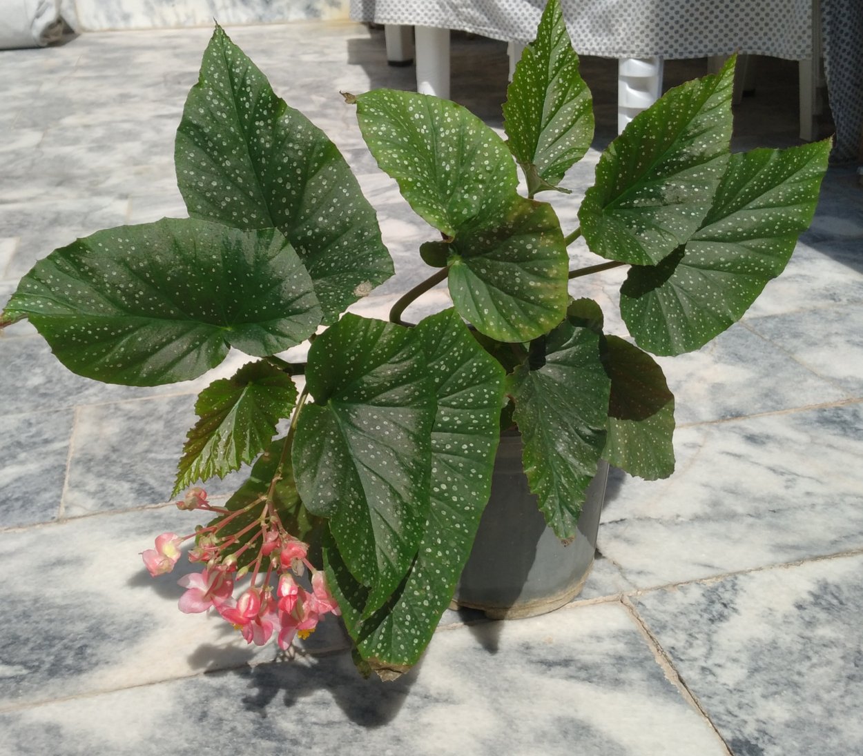 Бегония coccinea