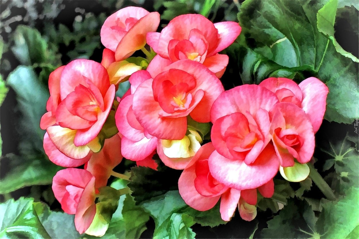 Бегония Cracklin Rosie