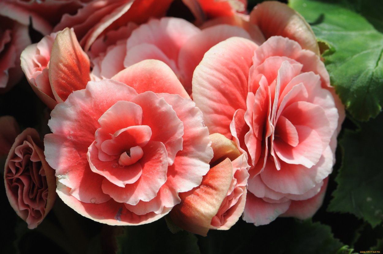 Бегония Хэллоуин