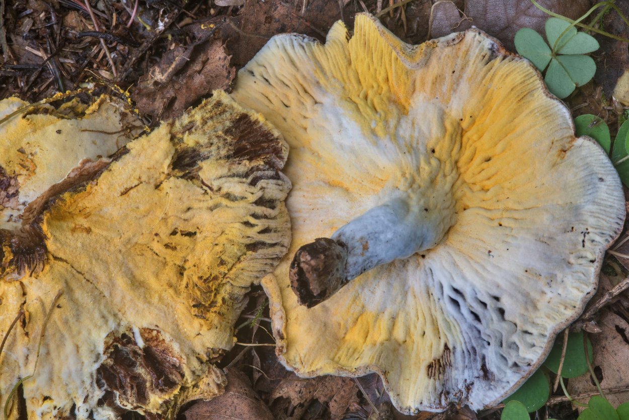 Гипомицес гриб