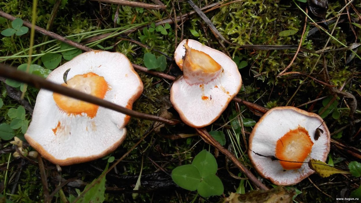 Рыжик еловый (Lactarius deterrimus)