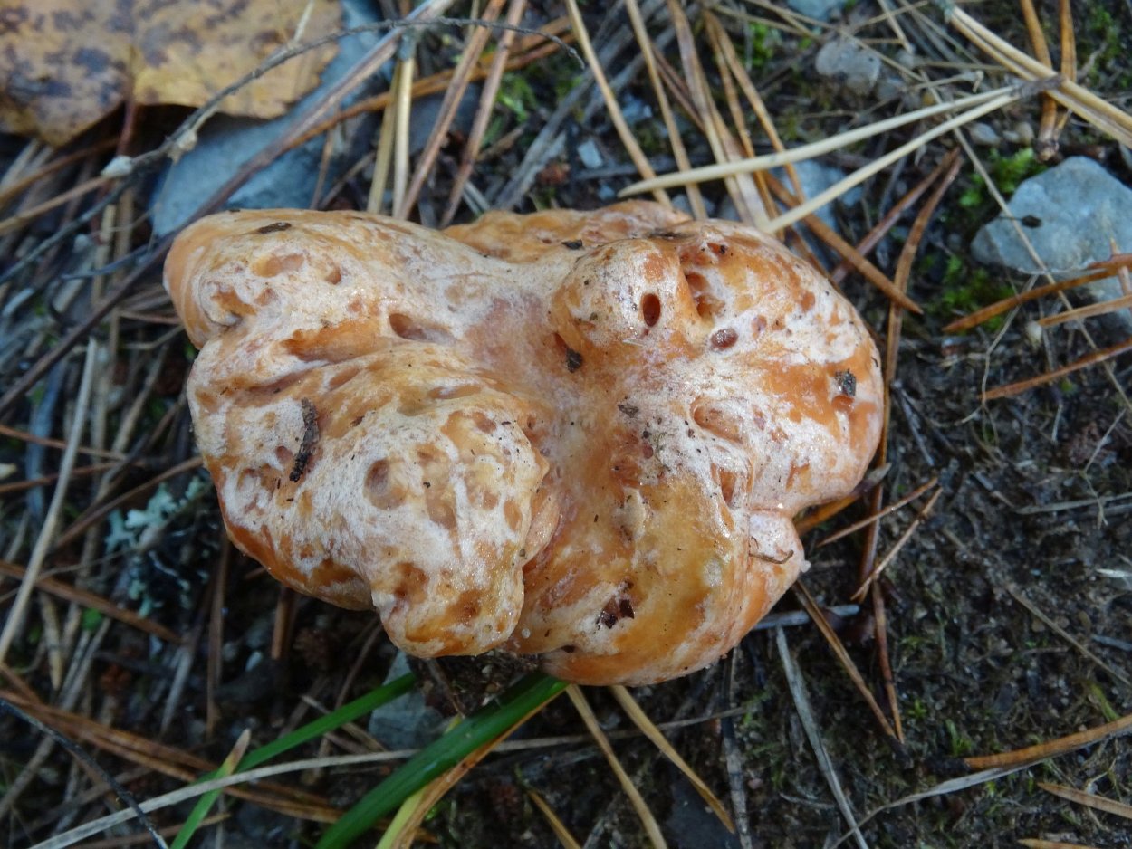 Млечник Рыжик гриб