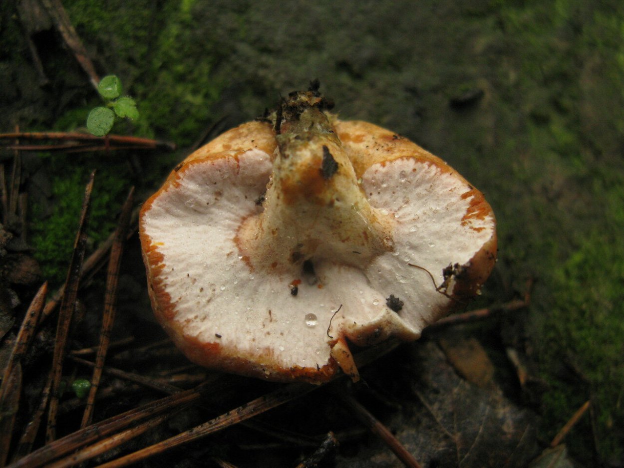 Гипомицес Рыжик