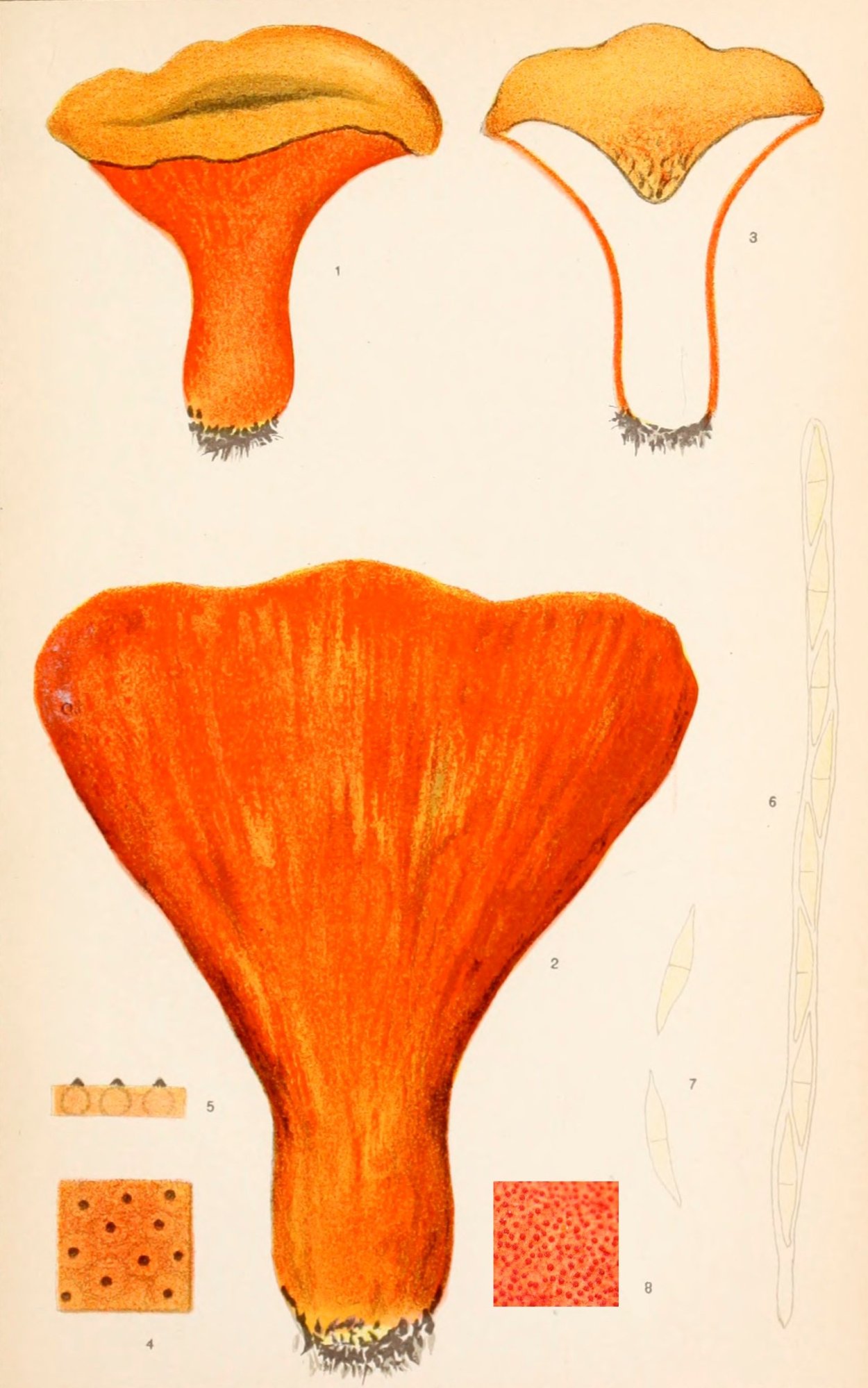 Гипомицес млечниковый