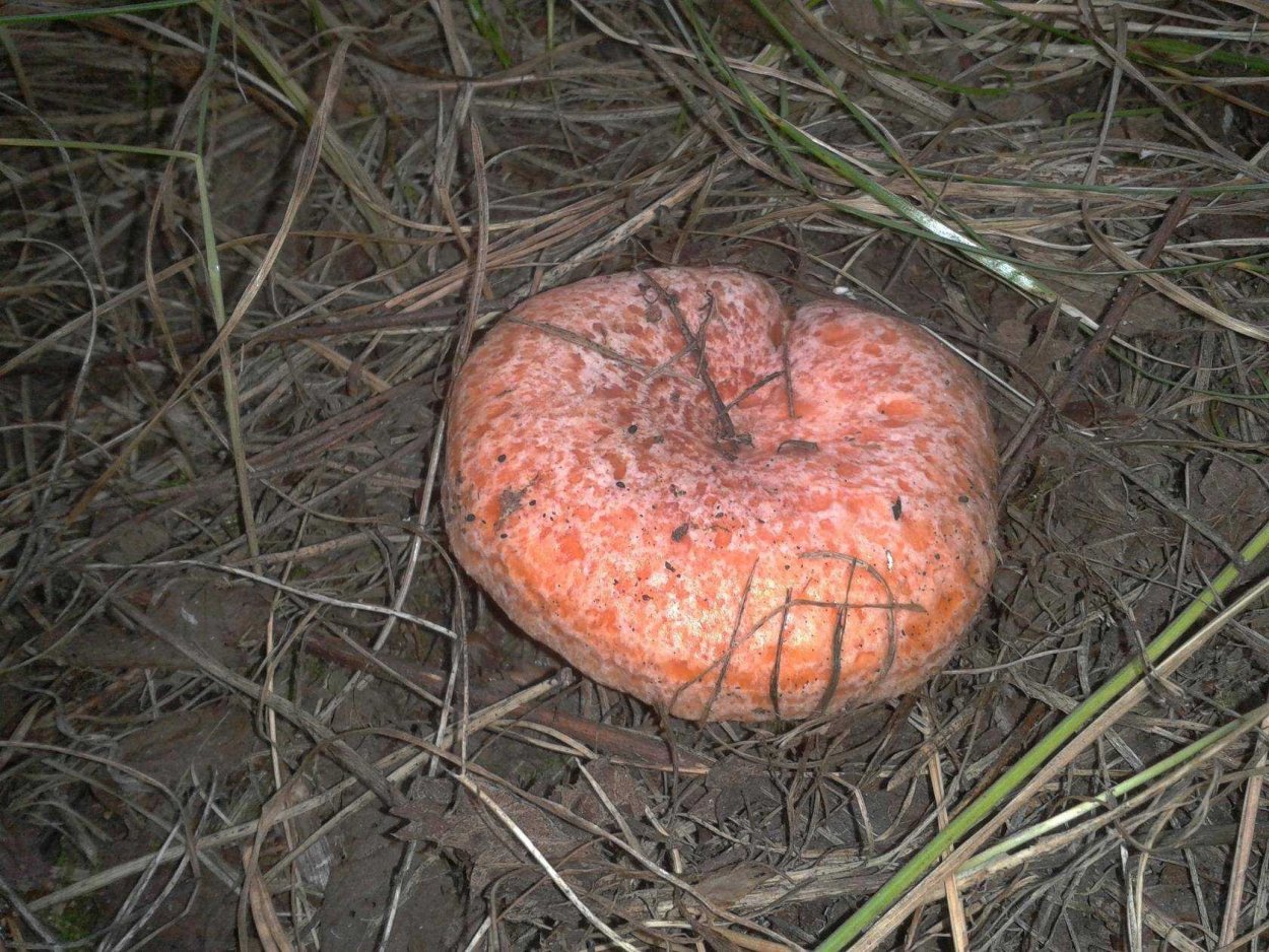 Рыжики Сибирские гриб