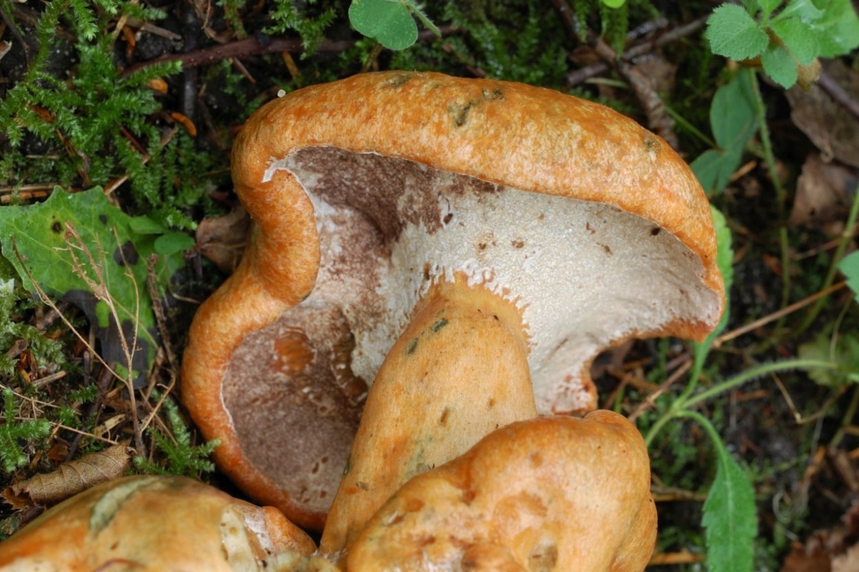 Hypomyces lateritius