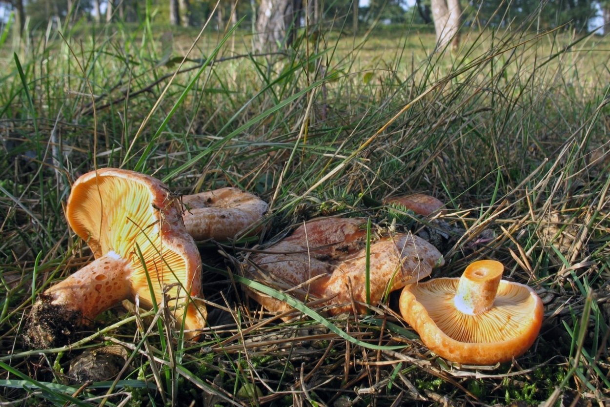 Рыжики пораженные гипомицесом