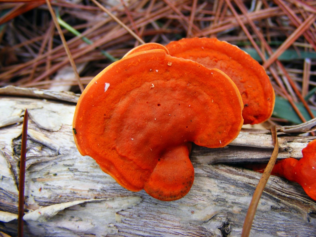 Pycnoporus cinnabarinus