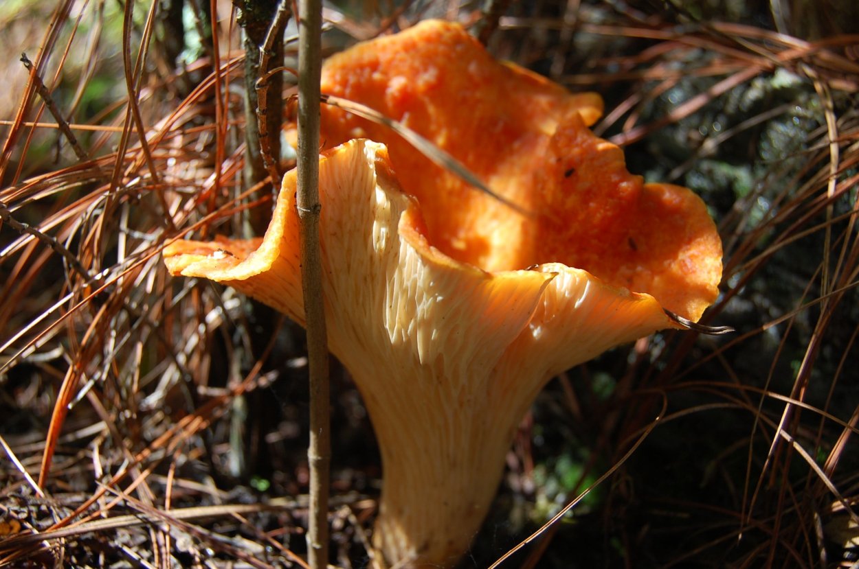 Hypómyces lactifluórum