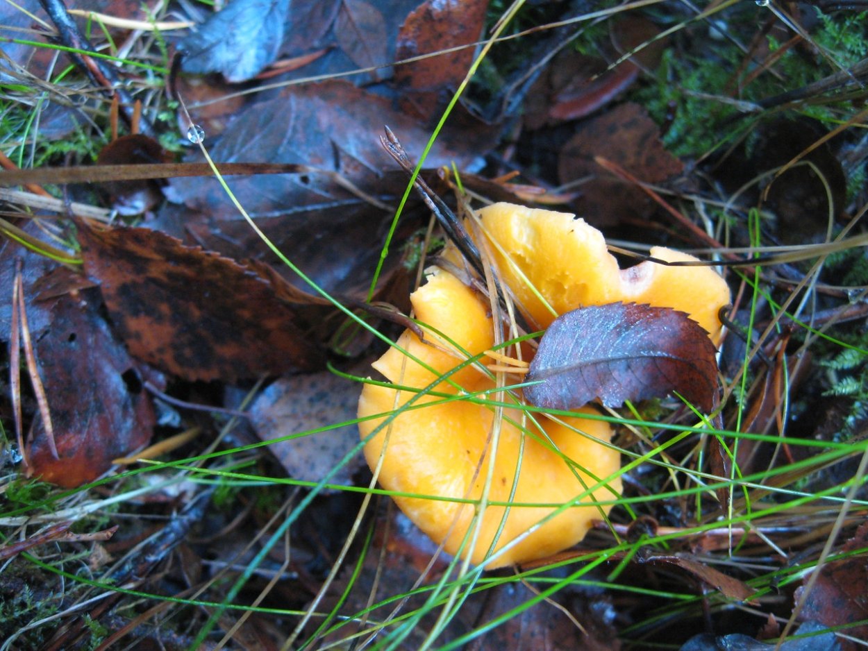 Lactarius sphagneti