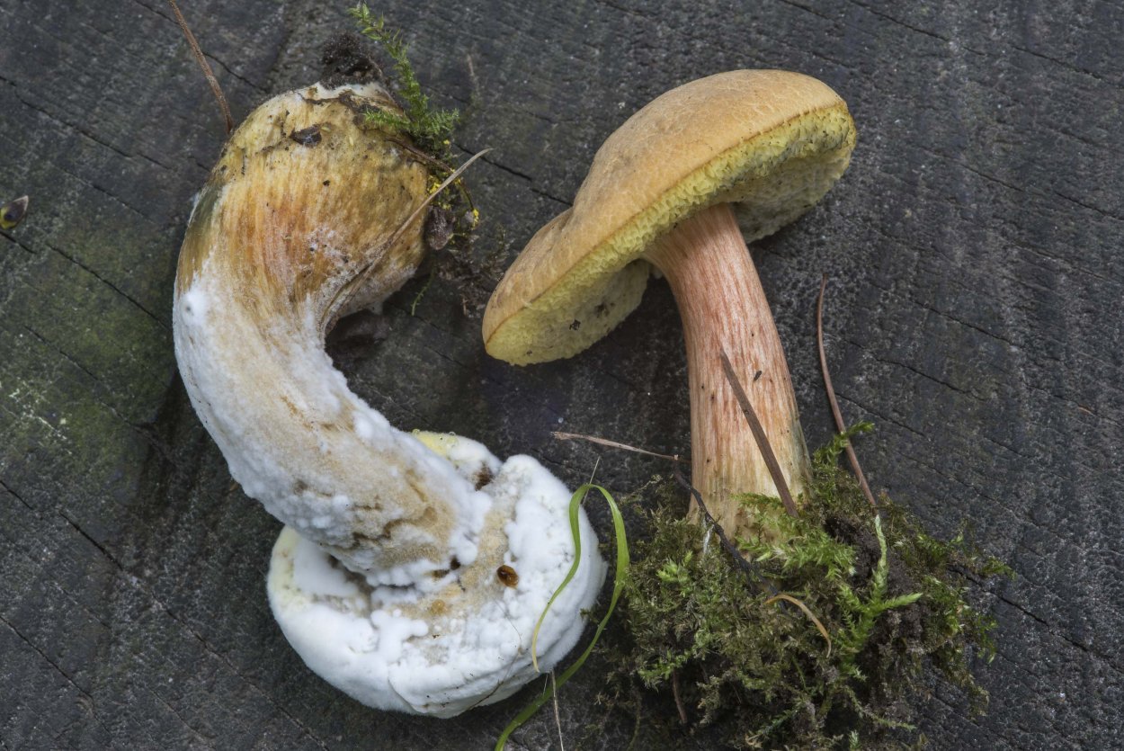 Hypomyces chrysospermus