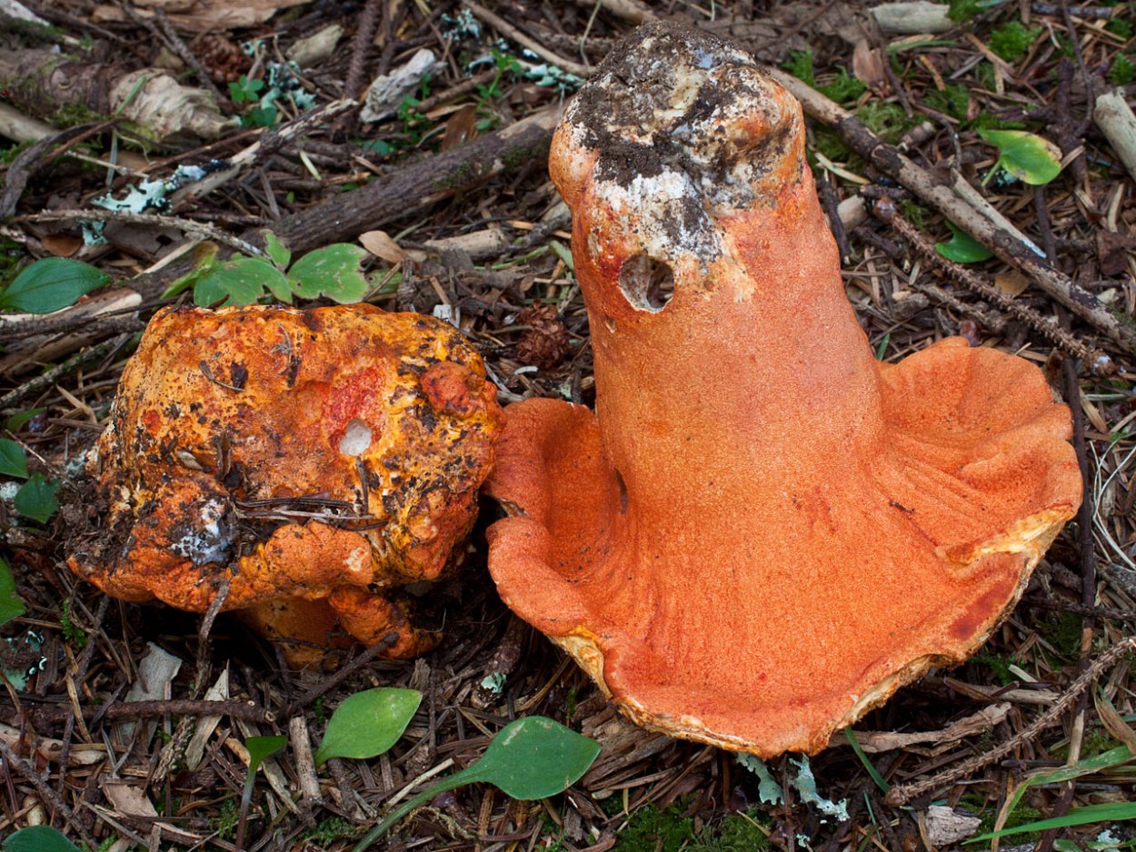 Гипомицес золотистоспоровый