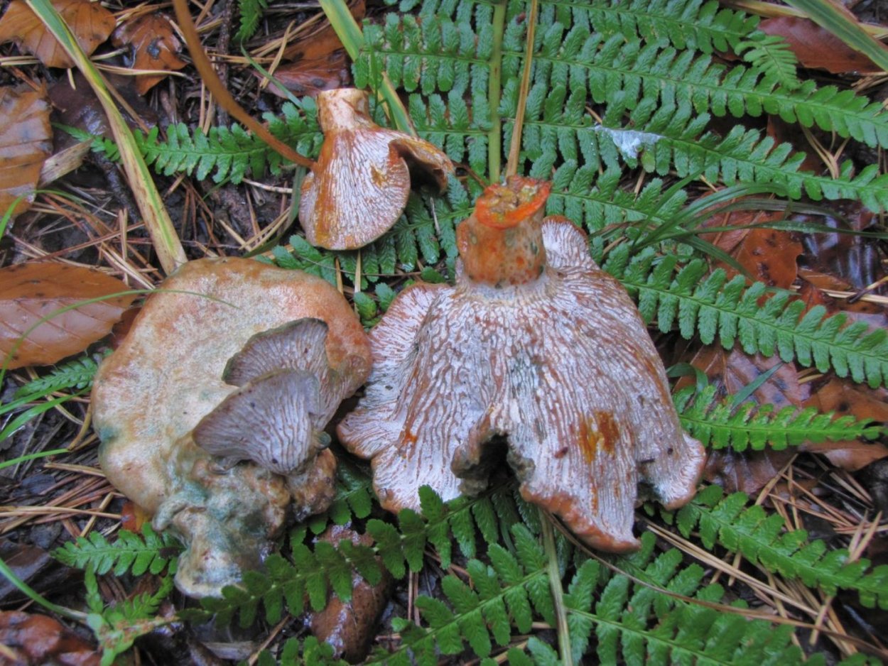 Рыжики пораженные гипомицесом
