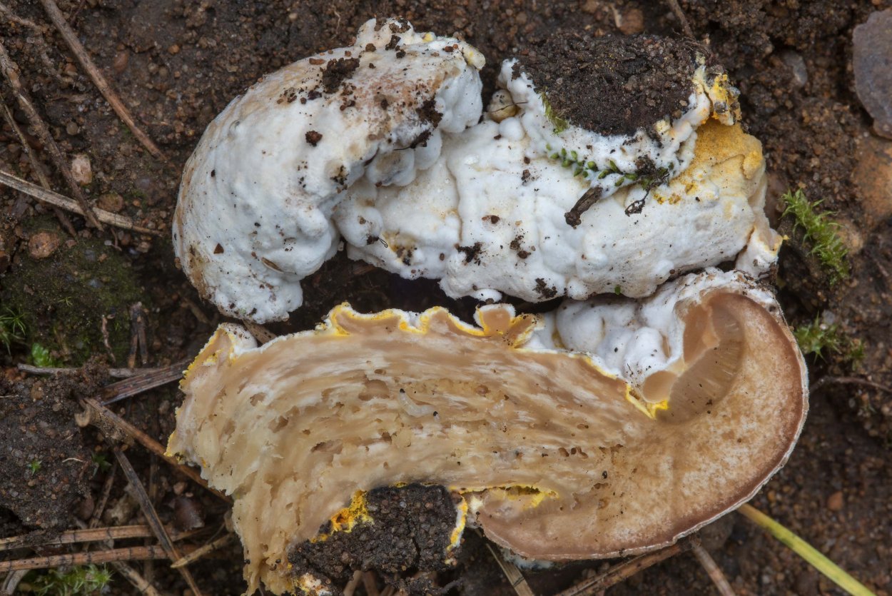 Hypomyces lateritius