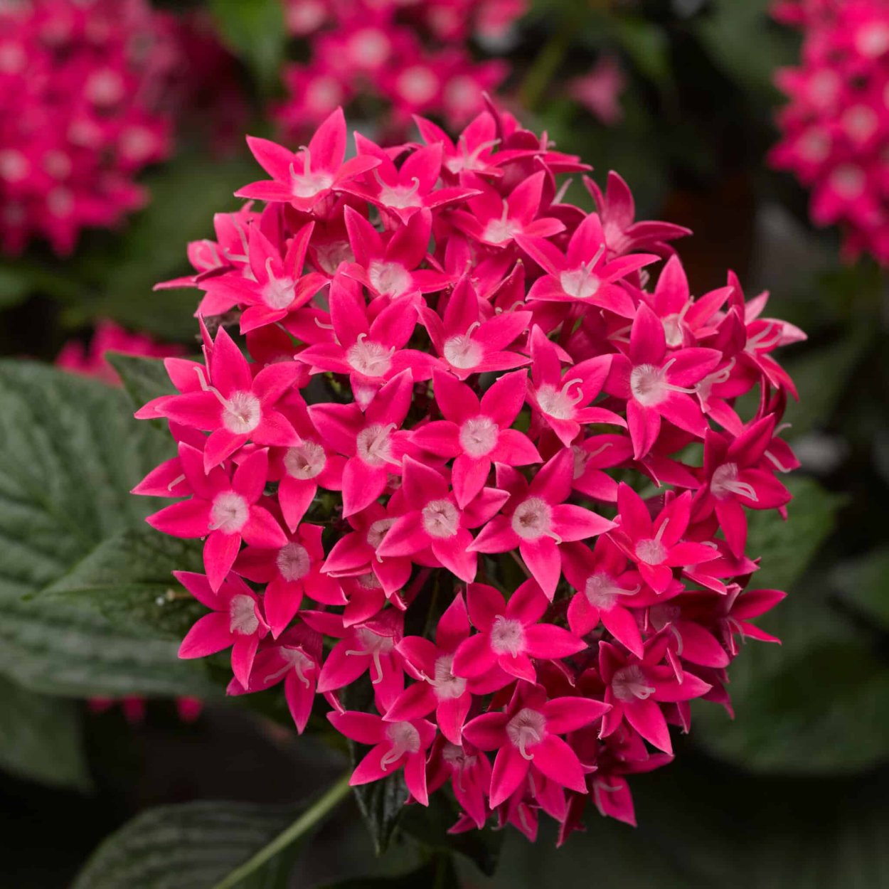 Пентас Lucky Star Pink