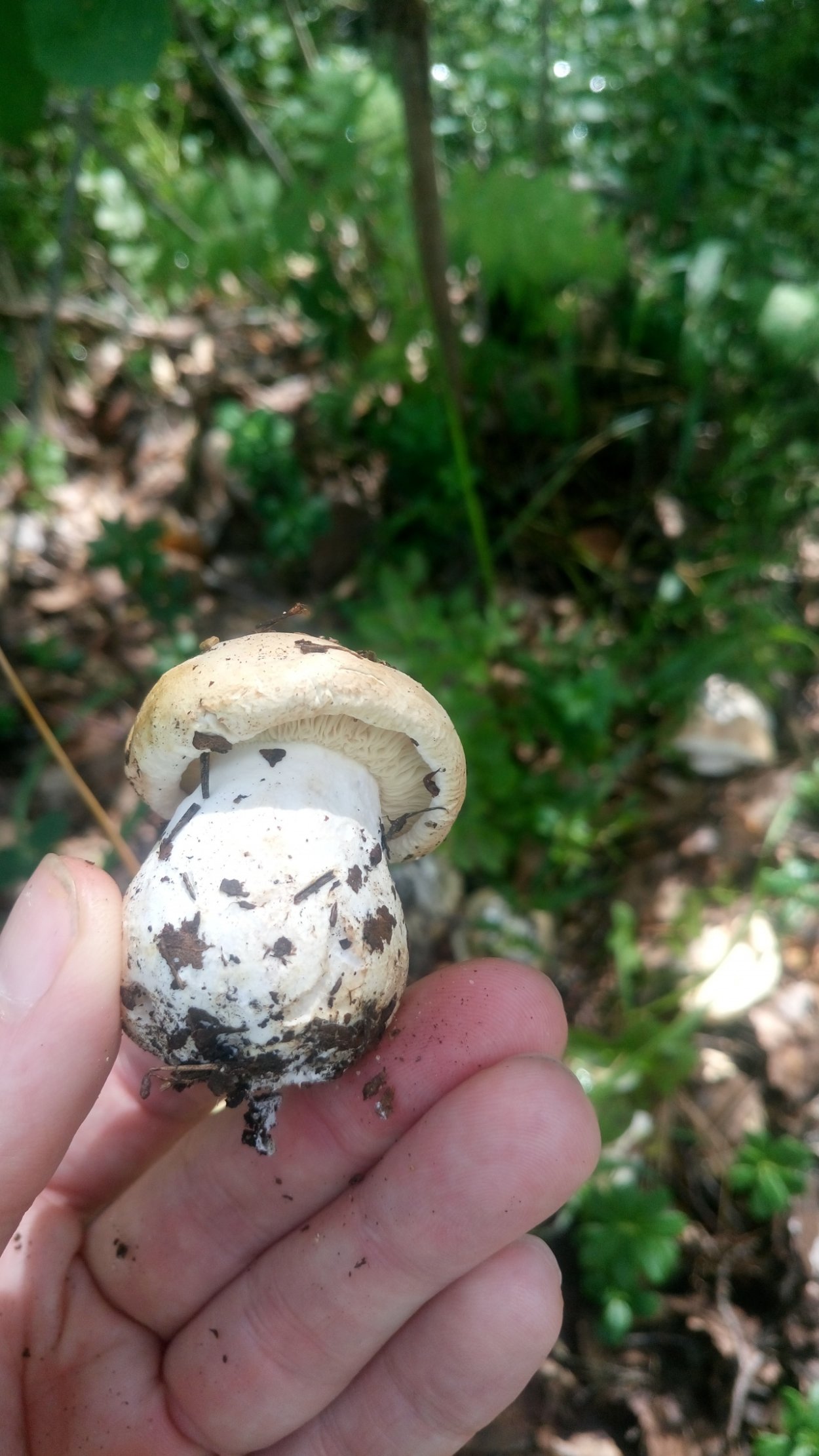 Белосвинуха трёхцветная Leucopaxillus Tricolor