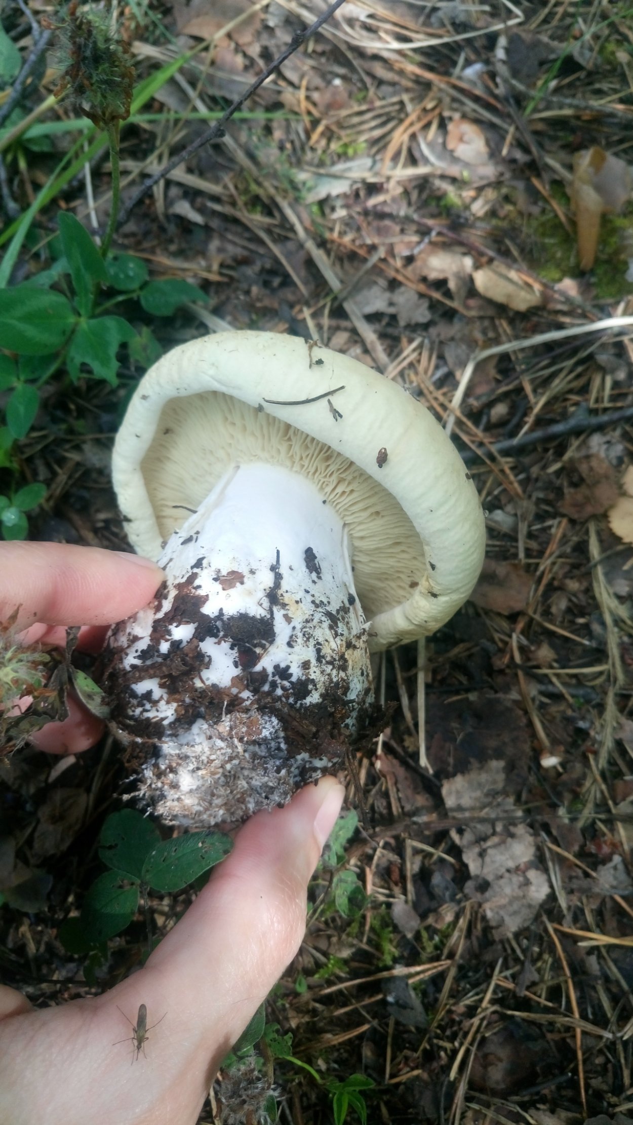 Белосвинуха трехцветная