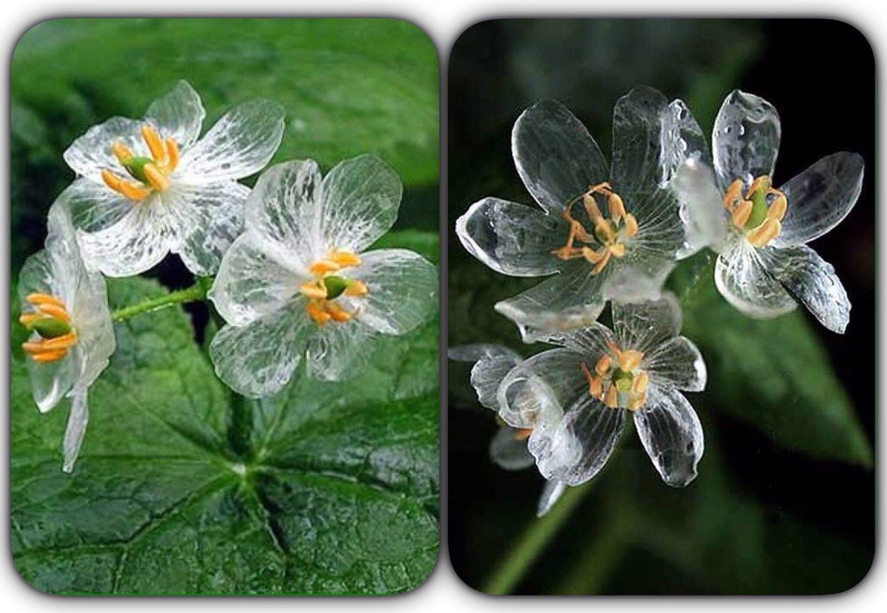 Двулистник (Skeleton Flower)