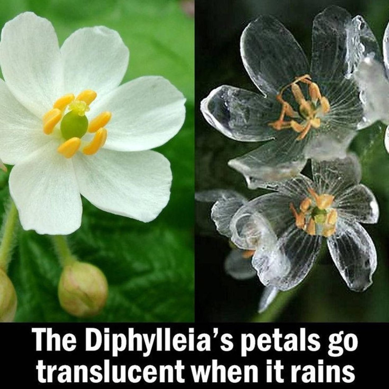 Цветы скелетоны Двулистник Грея